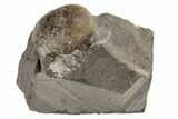 Rare Mississippian Fossil Goniatite (Goniatites) - Oklahoma #189517-1